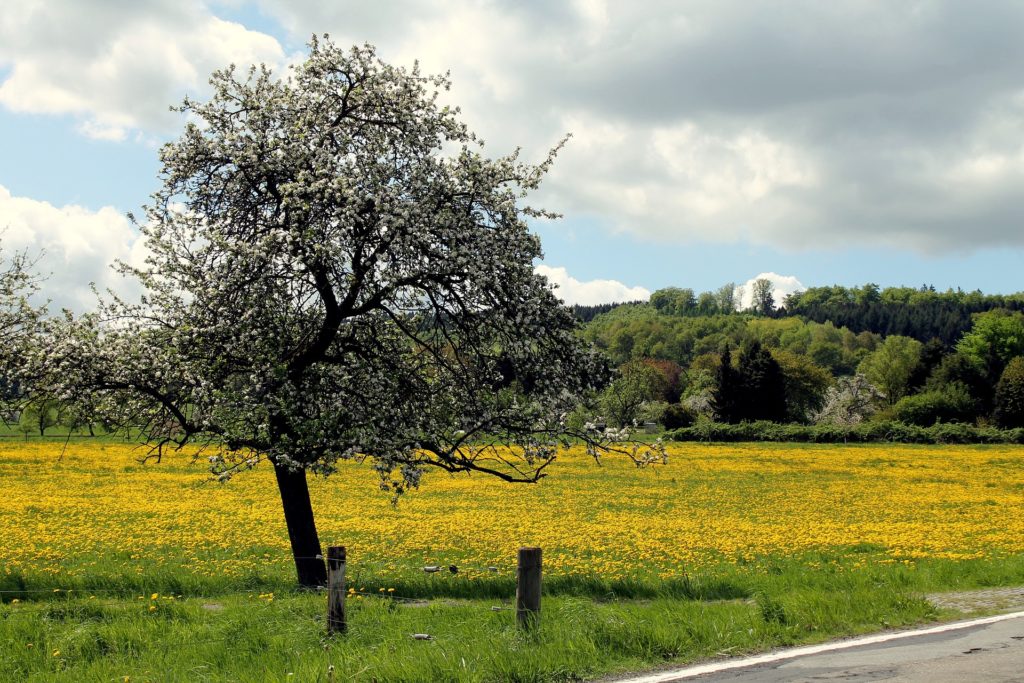 Westerwald Löwenzahn