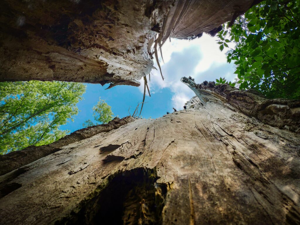 tree stump